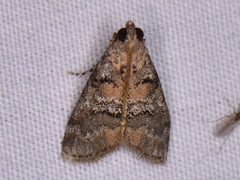 Pococera asperatella