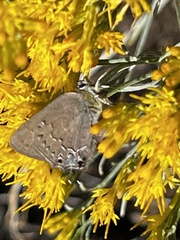 Satyrium saepium