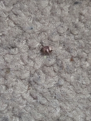 Cimex lectularius