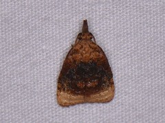 Platynota flavedana