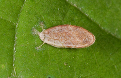 Aspilanta hydrangaeella