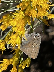 Satyrium saepium