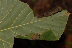 Pantographa limata