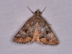 Eubolina impartialis