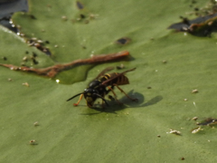 Vespula
