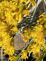 Satyrium saepium