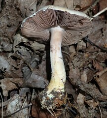Agaricus semotus