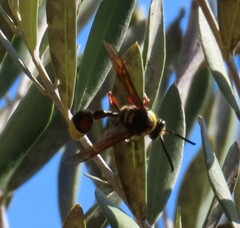Delta unguiculatum