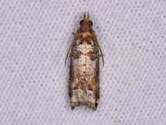 Epinotia