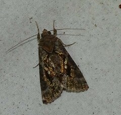 Chrysodeixis includens