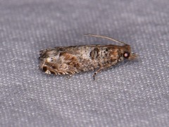 Epinotia