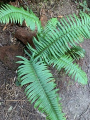 Polystichum munitum