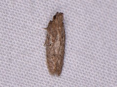 Hypatima
