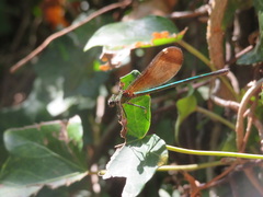 Calopteryx haemorrhoidalis
