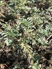 Ambrosia chamissonis