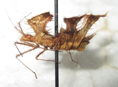 Pephricus