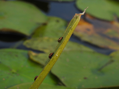 Coleomegilla maculata