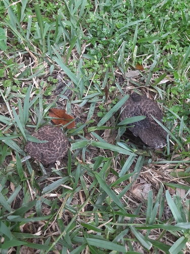 Strobilomyces strobilaceus image
