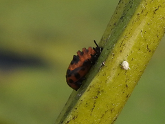 Coleomegilla maculata