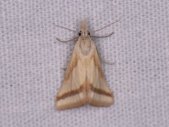 Microtheoris vibicalis