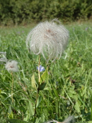Clematis integrifolia