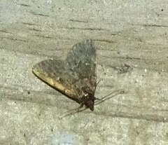 Idia diminuendis