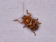 Cryptocephalus fulguratus