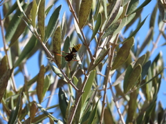 Delta unguiculatum