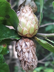 Andricus foecundatrix