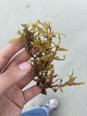Sargassum