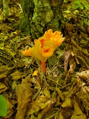 Hygrocybe punicea
