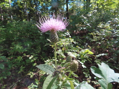 Cirsium altissimum