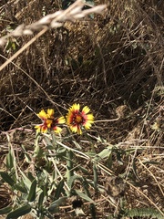 Gaillardia pulchella