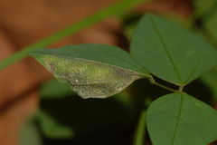 Macrosaccus morrisella