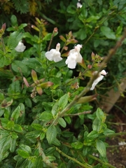 Salvia greggii