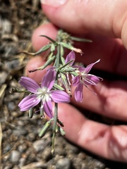 Stephanomeria exigua