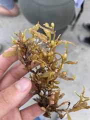 Sargassum