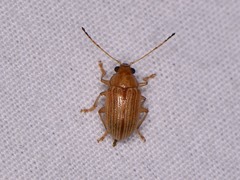Colaspis brunnea