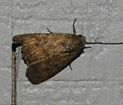 Condica sutor
