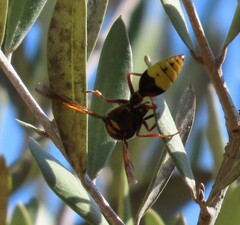 Delta unguiculatum
