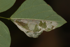 Macrosaccus morrisella