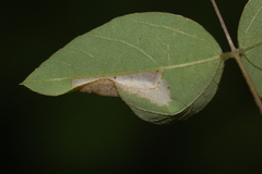 Macrosaccus morrisella