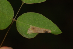 Macrosaccus morrisella