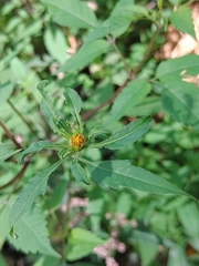 Bidens frondosa