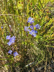 Gentianopsis crinita