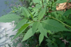 Bidens frondosa