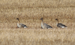 Anser brachyrhynchus