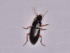 Pseudoophonus
