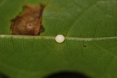 Zopheroteras sphaerula