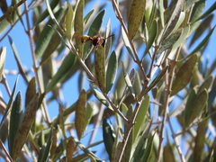Delta unguiculatum